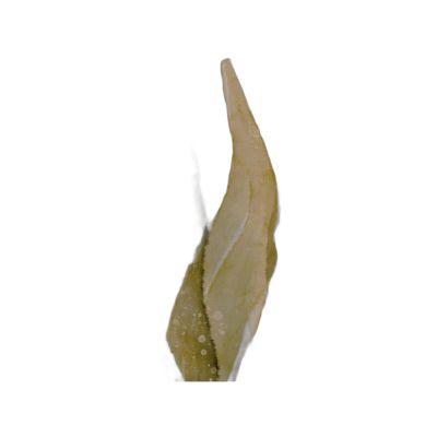 Ak37-100150-032